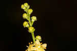 Incised agrimony